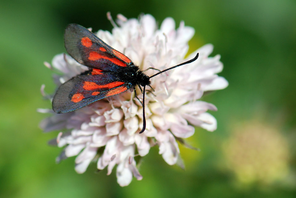 Zygaena sp. (romeo?) dal Val Maira (CN)